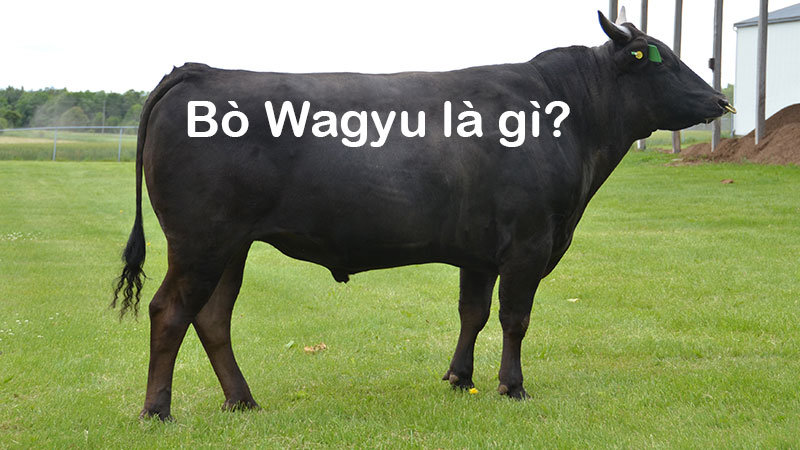 Bò wagyu là bò gì
