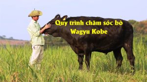 Quy trình chăm sóc bò wagyu kobe